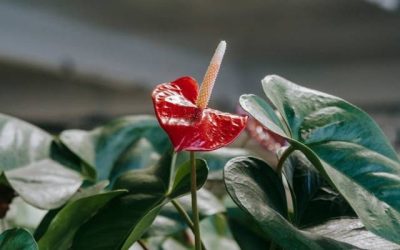 cara merawat anthurium micky mouse
