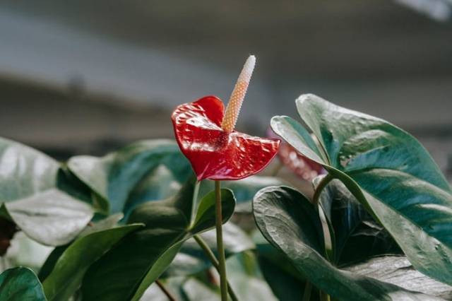 cara merawat anthurium micky mouse