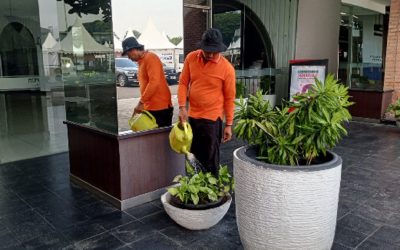 perawatan tanaman indoor