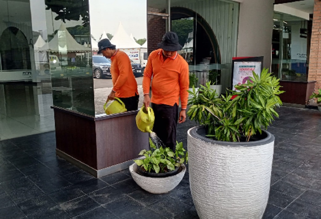 perawatan tanaman indoor