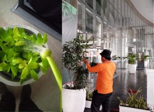 perawatan tanaman indoor