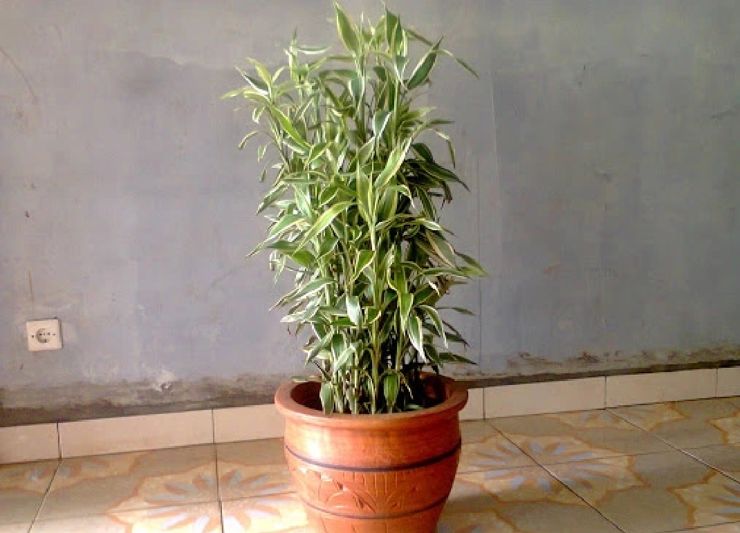 bambu sri rejeki belang