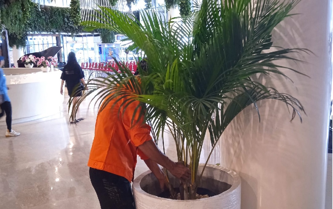 biaya jasa perawatan taman