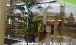 tanaman indoor extra jumbo