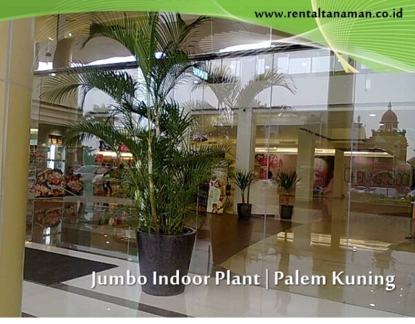 tanaman indoor extra jumbo