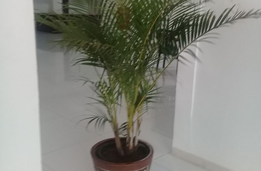 tanaman sedang palem kuning