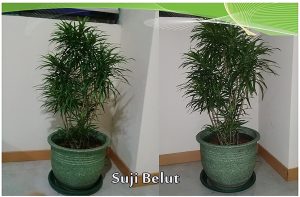tanaman indoor suji belut