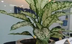 table plant