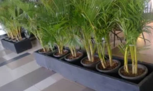 sewa tanaman palem kuning