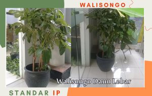 walisongo sceflera