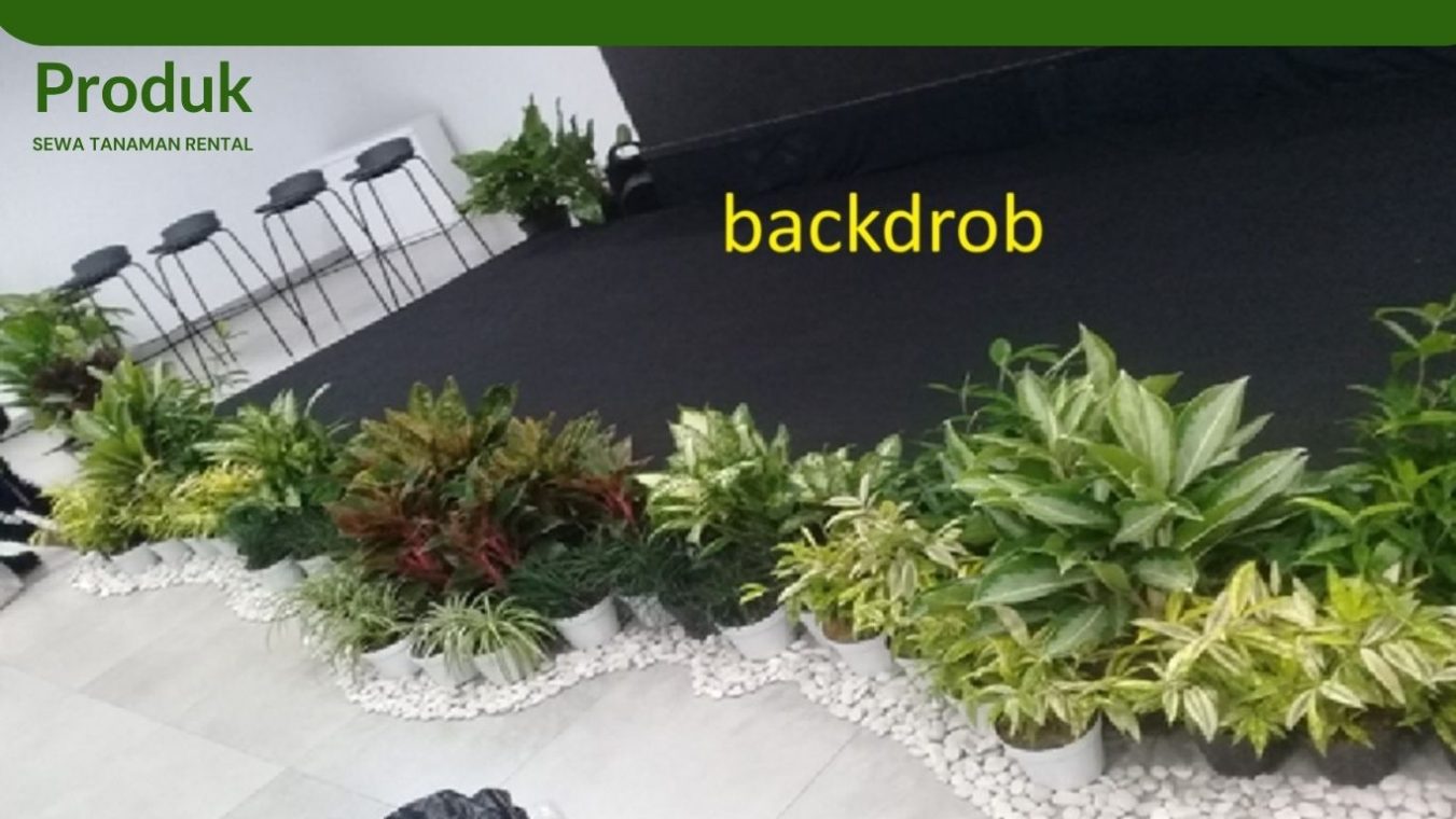 Dekorasi backdrob