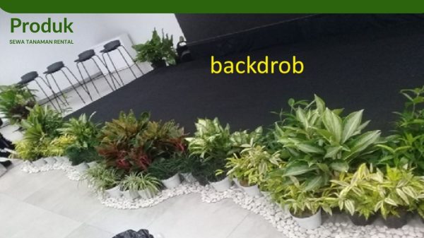 Dekorasi backdrob