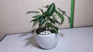 singonium wendlandi