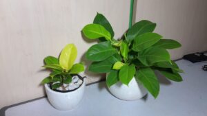 PHILLO LEMON DESK PLANT