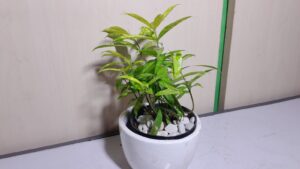 dracena golden