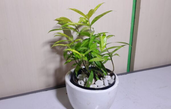 DRACENA GOLDEN DESK PLANT