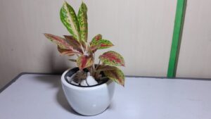AGLONEMA BIGROY