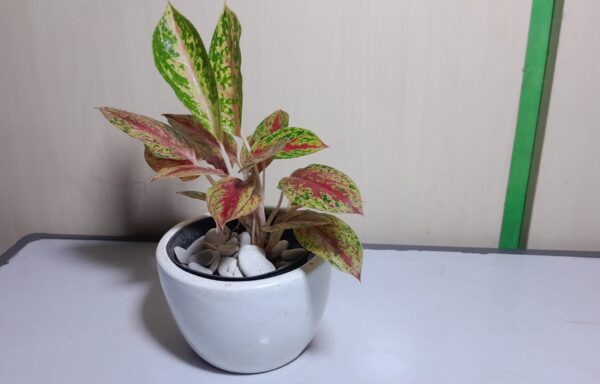 AGLAONEMA BIGROY