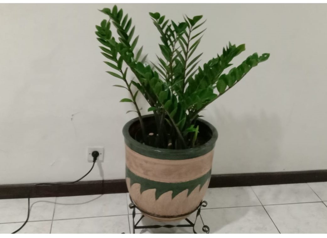 zamia culkas dolar