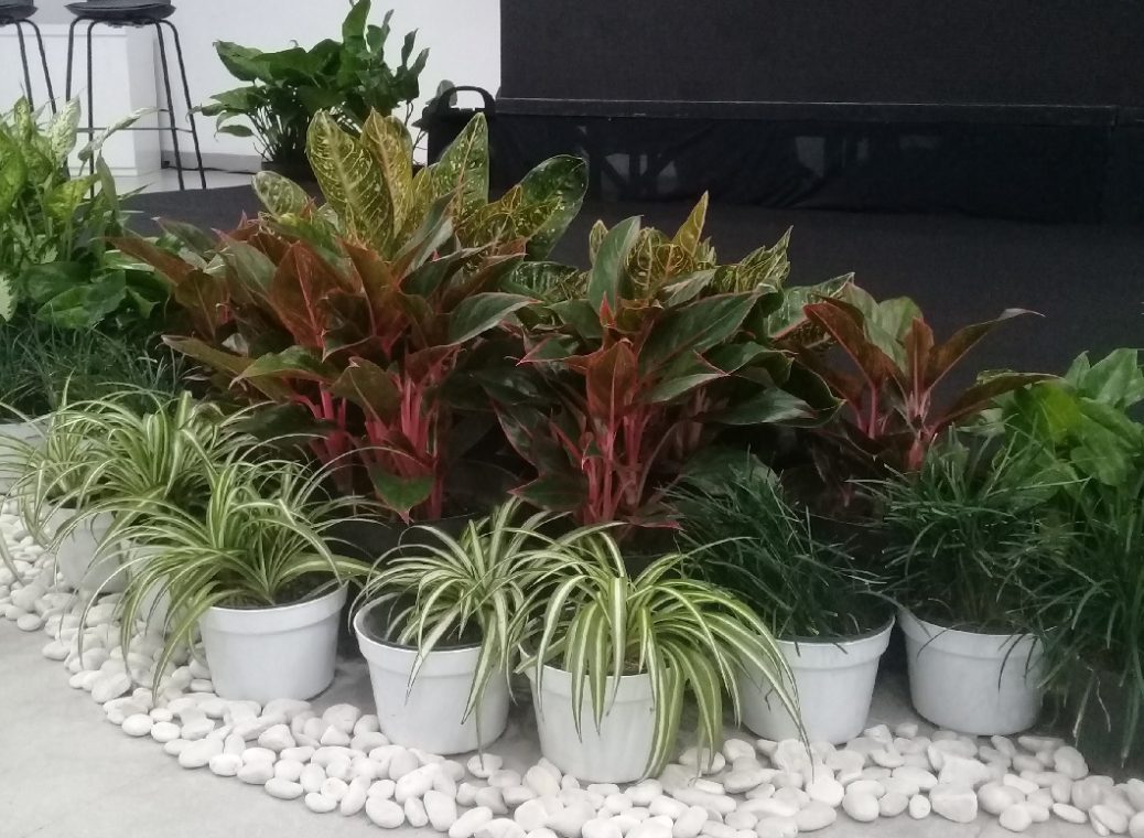 mini garden aglonema lipstik