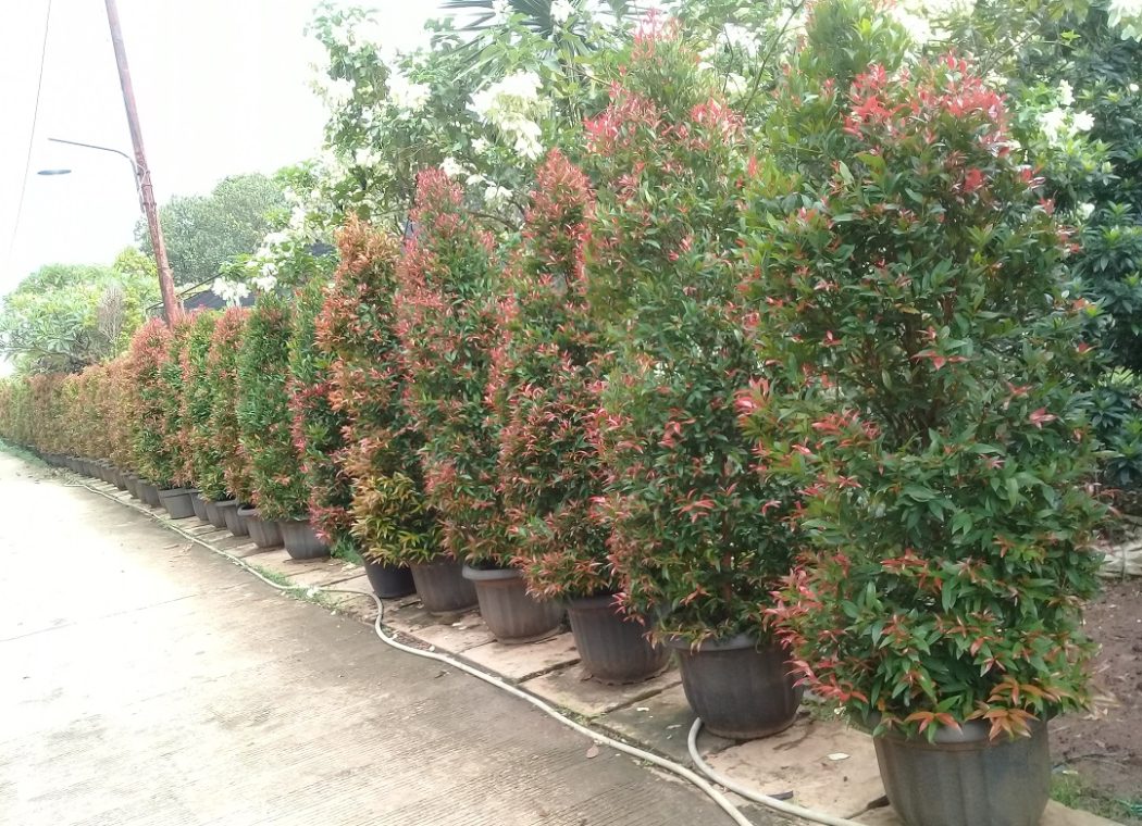 dekorasi outdoor pucuk merah