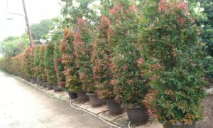 dekorasi outdoor pucuk merah