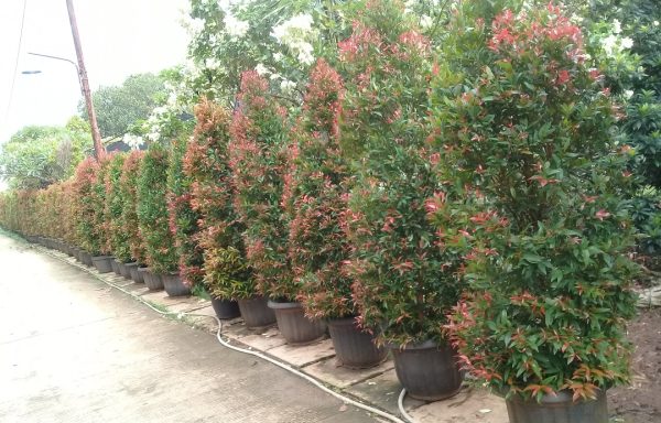 SEWA DEKORASI OUTDOOR