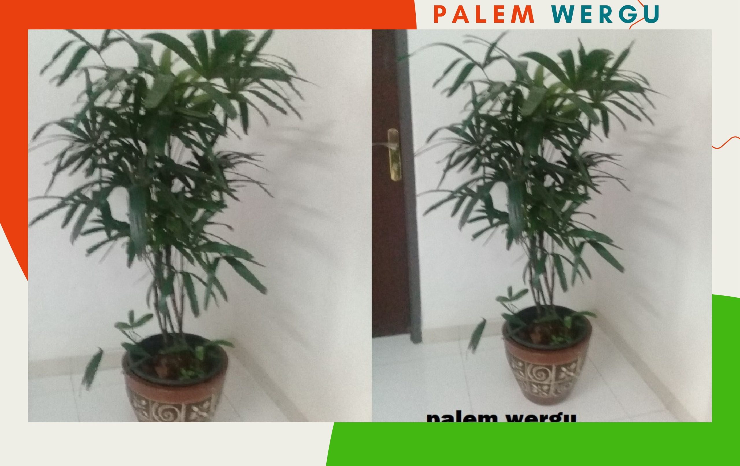 palem wergu 1m