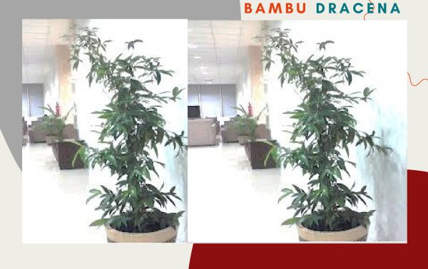 bambu dracena