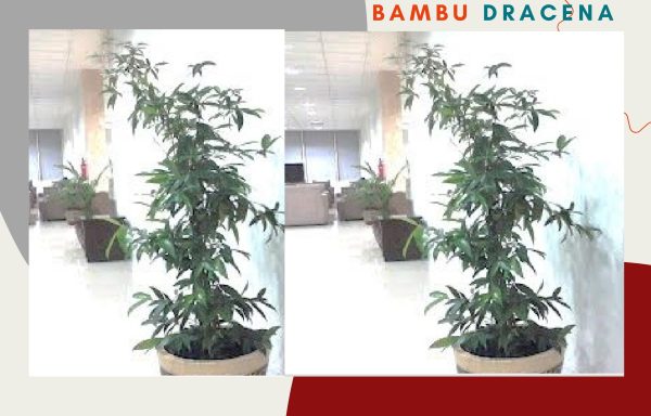 BAMBU DRACENA