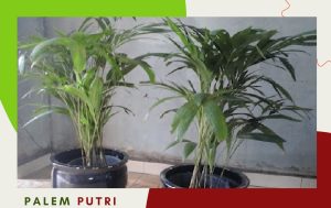 palem putri 1 meter