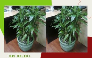 bambu sri rejeki
