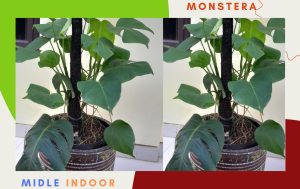 monstera deliciosa