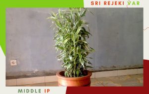 bambu sri rejeki varigatha