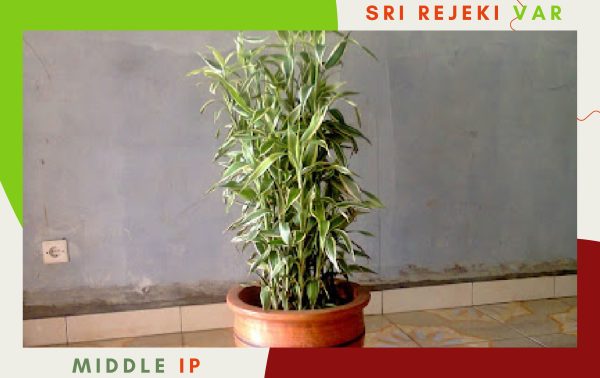 bambu sri rejeki varigatha