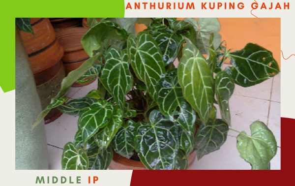 anthurium kuping gajah