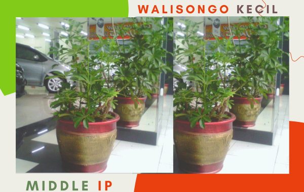 walisongo daun kecil