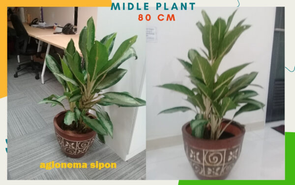 aglonema sipon