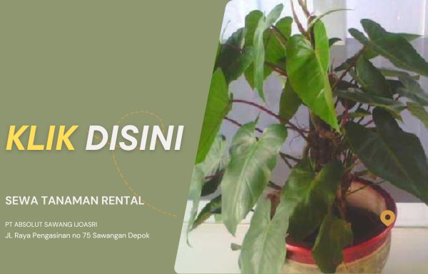 TANAMAN SEDANG