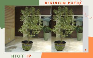 beringin putih 2 m