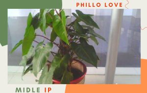 phillo rambat