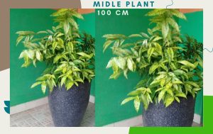 dracena golden 1 meter