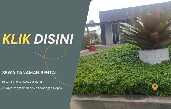 TANAMAN OUTDOOR