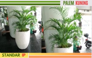 palem kuning 1,5m