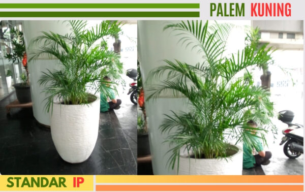 palem kuning 1,5m