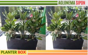 planter box hitam