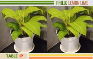 phillo lemon lime
