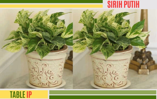 sirih putih