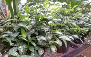 dracena florida