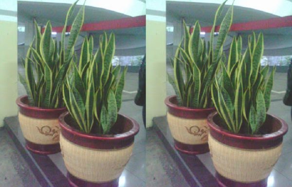 LIDAH MERTUA SANSIVERA